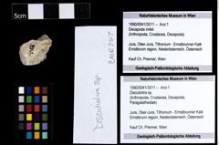Foto (Objekt + Etiketten) von Discutiolira sp. 